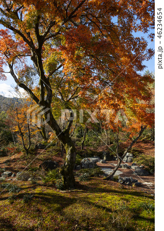 宝筐院の紅葉 46234654