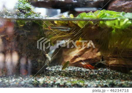 Aquascape and terrarium design 46234718