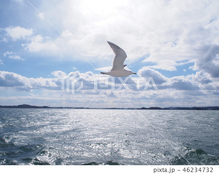 横で飛ぶカモメの写真素材