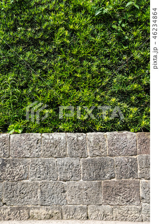 石垣と生け垣 石垣と生け垣 46234864