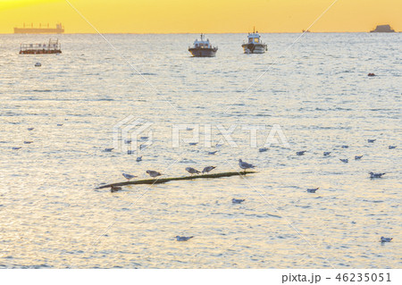 カモメ 漁船 多大浦 46235051