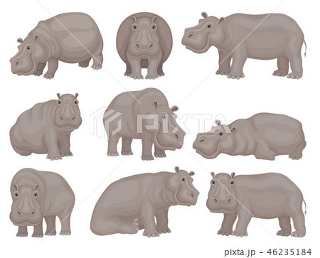Set Of Large Gray Hippo In Different Actions のイラスト素材