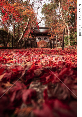 光明寺の紅葉 46235419
