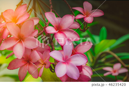 Frangipani flower (Plumeria alba) with green leave 46235420