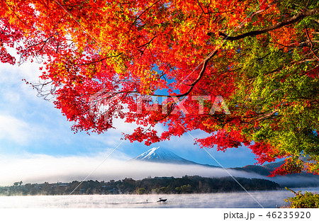 《山梨県》日本の秋・富士山と紅葉 46235920