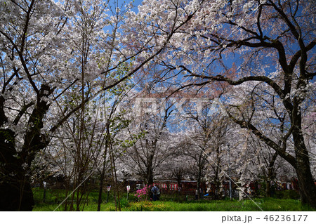 平野神社の桜 46236177