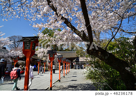 平野神社の桜 46236178