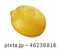 レモン07 46236816