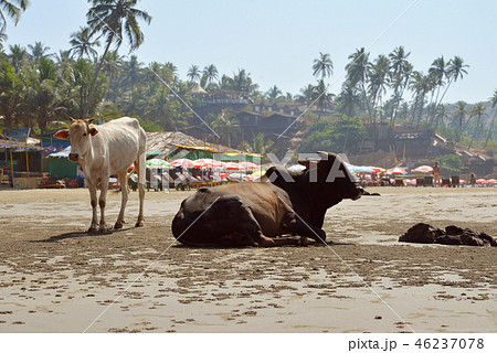 Cows laying on the beach Cows laying on the beach 46237078