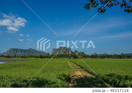 Beautiful Rice fBeautields of green with mountain  46237118