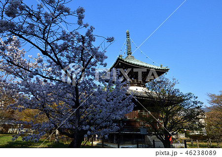 清凉寺の桜 46238089