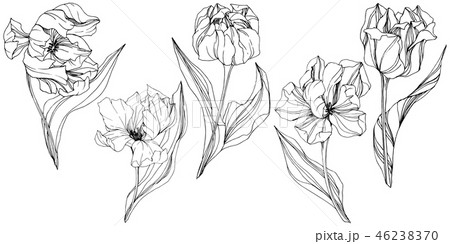 Vector Tulip Black and white engraved ink art. Floral botanical flower. Isolated tulip illustration Vector Tulip Black and white engraved ink art. Floral botanical flower. Isolated tulip illustration 46238370