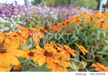 お花 お花畑 公園 イメージ お花 お花畑 公園 イメージ 46238499