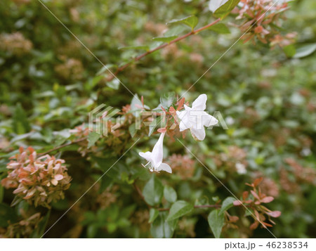 白い小さな花 46238534