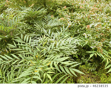 生い茂る植物 46238535