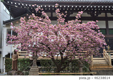 太融寺の桜 太融寺の桜 46238614