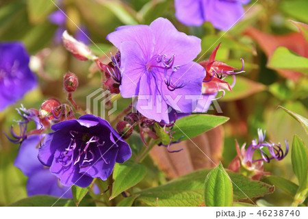 シコンノボタンの花 46238740
