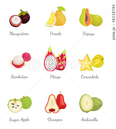 Mangosteen and Papaya Ambarella Fruit Set Vector 46238784