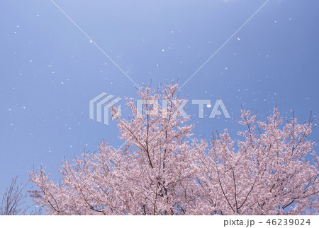 桜吹雪 風に舞う桜の花びら イメージ素材 背景素材の写真素材