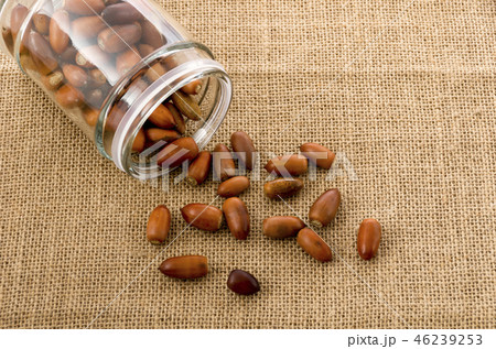 どんぐり 46239253