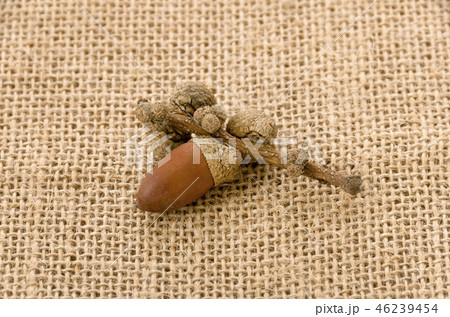 どんぐり 46239454