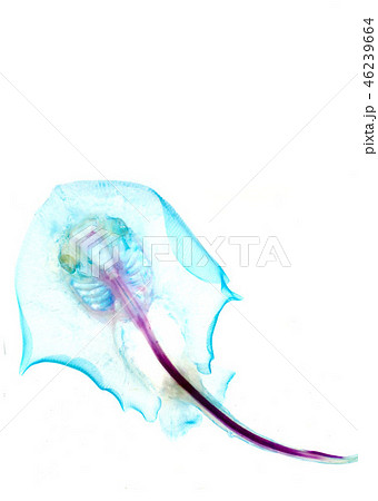 透明骨格標本（アカエイ）の写真素材 [46239664] - PIXTA