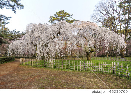 京都御苑 近衛邸跡の枝垂れ桜 京都桜の名所 春の京都観光スポットの写真素材