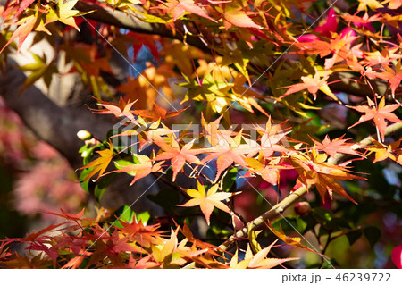 神戸・須磨離宮公園の紅葉 46239722