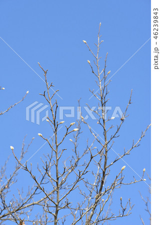 冬に見るコブシの蕾 冬に見るコブシの蕾 46239843