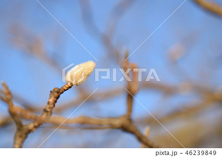 冬に見るコブシの蕾 冬に見るコブシの蕾 46239849