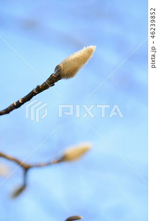 冬に見るコブシの蕾の写真素材