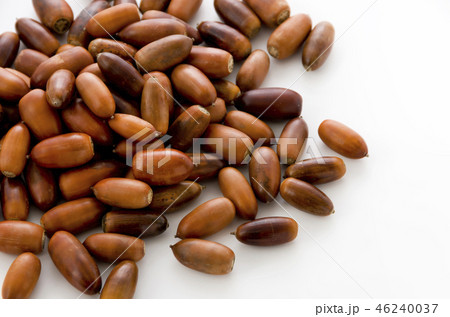 どんぐり 46240037