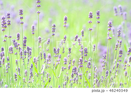 ラベンダー畑　青紫色の花 46240349