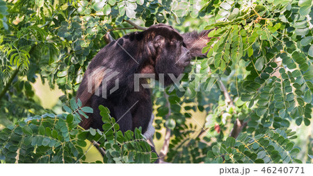 Large black Howler monkey in his rainforest home. 46240771