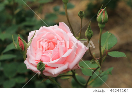 薔薇の花 46242104