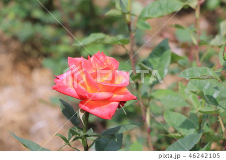 薔薇の花 46242105