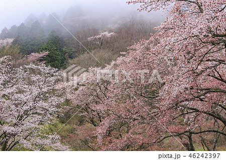 屏風岩 屏風岩 46242397