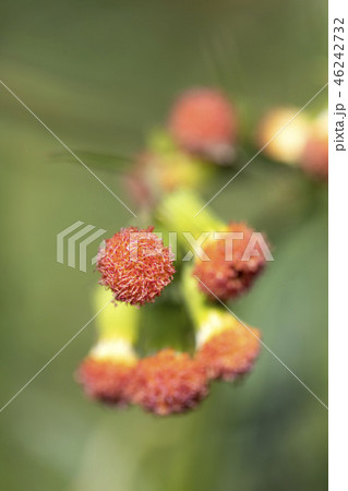 ベニバナボロギク ベニバナボロギク 46242732