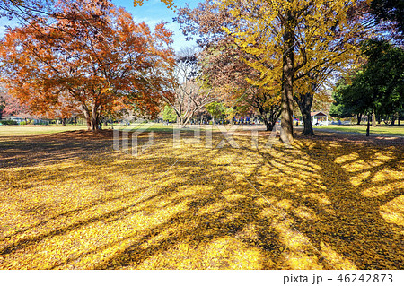 晩秋の砧公園2018-1 晩秋の砧公園2018-1 46242873