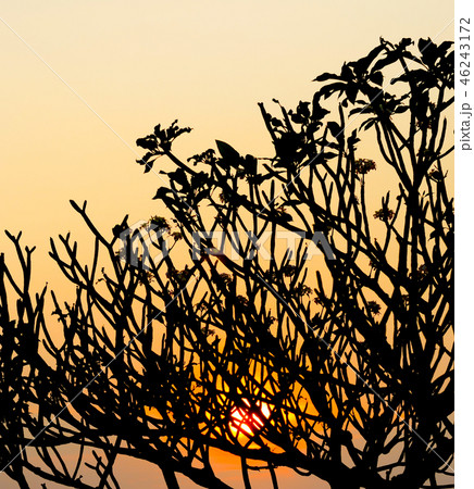 Silhouette of Frangipani tree branch Silhouette of Frangipani tree branch 46243172