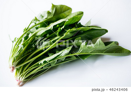 赤根ほうれんそう 赤根ほうれんそう 46243406