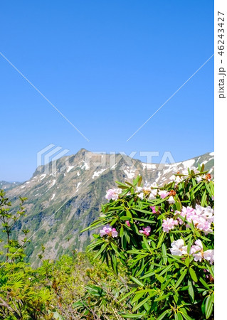 春の谷川岳登山 （アズマシャクナゲと俎嵓） 46243427