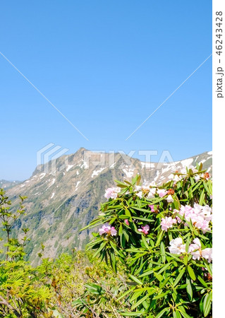 春の谷川岳登山 (アズマシャクナゲと俎嵓) 春の谷川岳登山 (アズマシャクナゲと俎嵓) 46243428