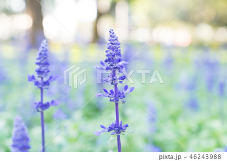 セージ アキギリ属 セイジ 46243988