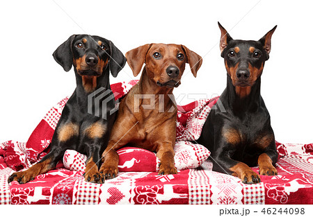 Group of German Pinchers lying under a blanket 46244098