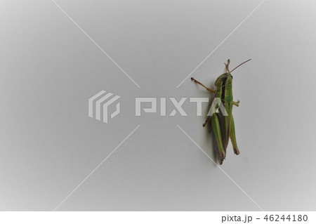 コバネイナゴ１０ 46244180