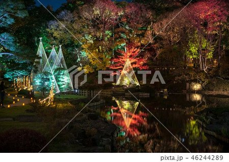 《東京都》　日本庭園　肥後細川庭園　ライトアップ　 46244289