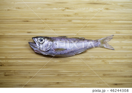 クロムツ クロムツ 46244308