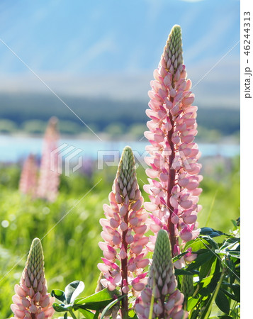 朝日を浴びたニュージーランド・テカポ湖のルピナス 46244313