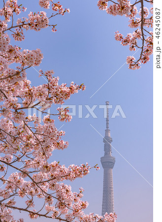 満開の桜と東京スカイツリー 満開の桜と東京スカイツリー 46245087